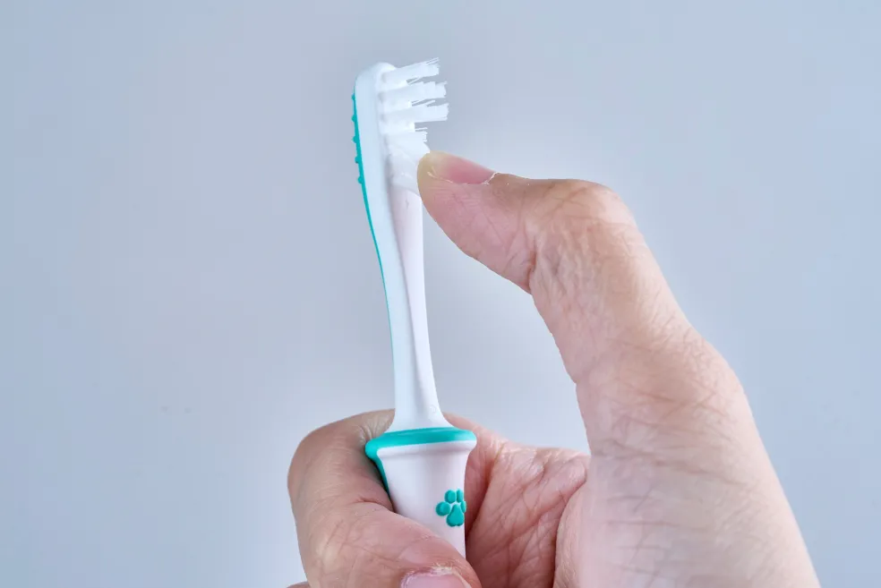 Pigeon Training Brush Lesson 4